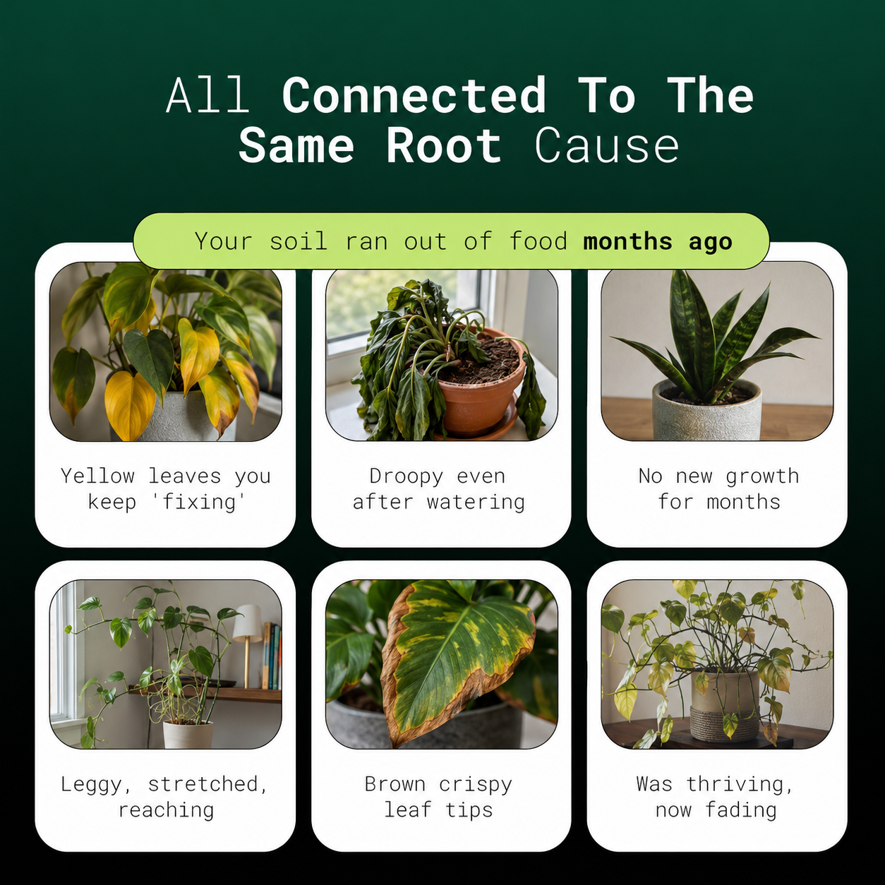 BloomaCare Natural Houseplant Food (120ml)